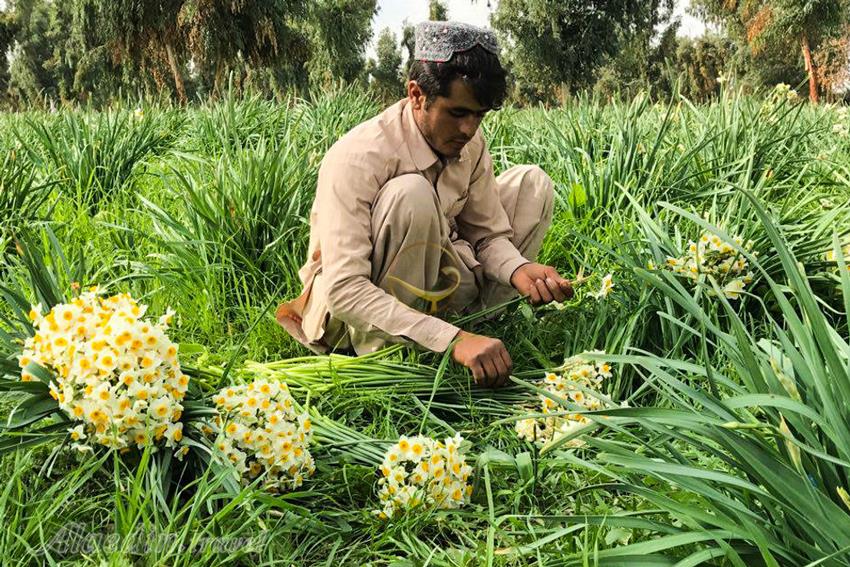 نرگس زار بهبهان | علاءالدین تراول