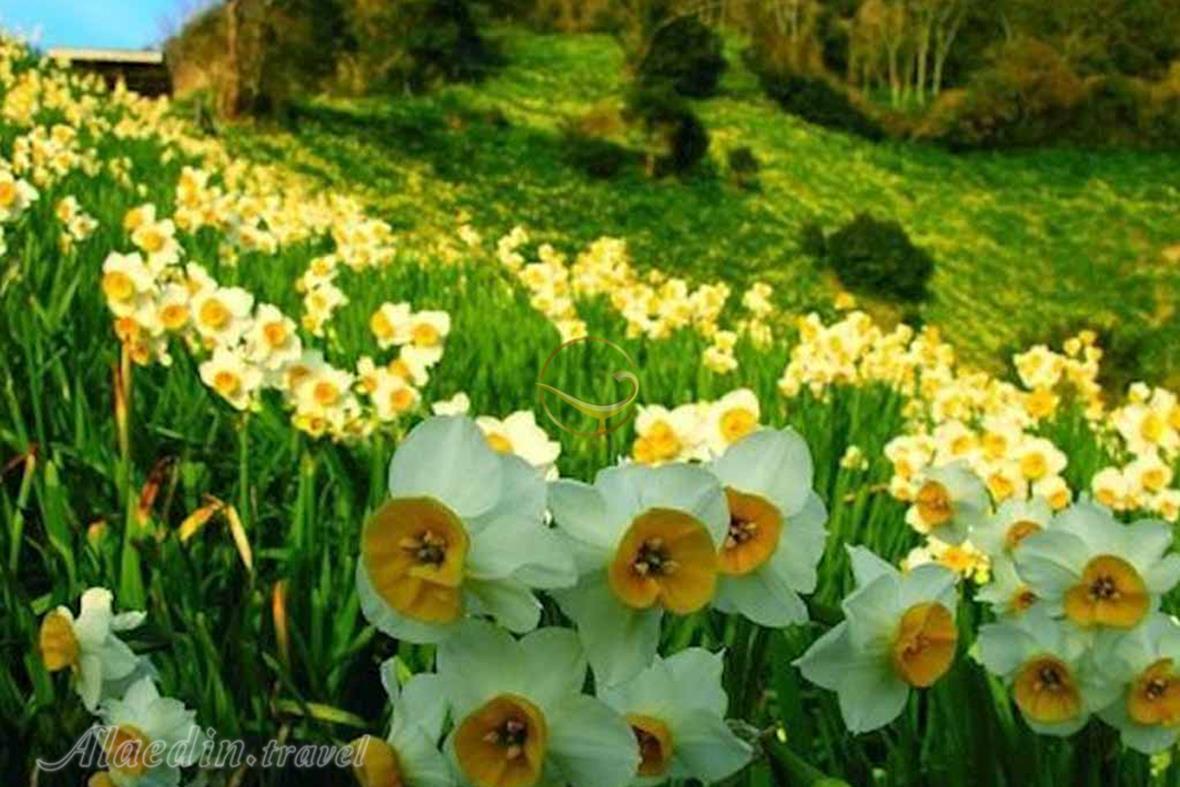 نرگس زار بهبهان | علاءالدین تراول