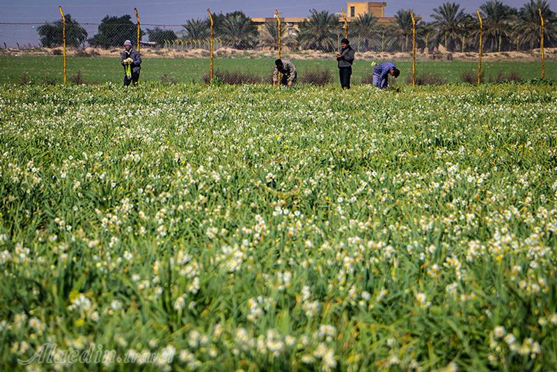 نرگس زار بهبهان | علاءالدین تراول