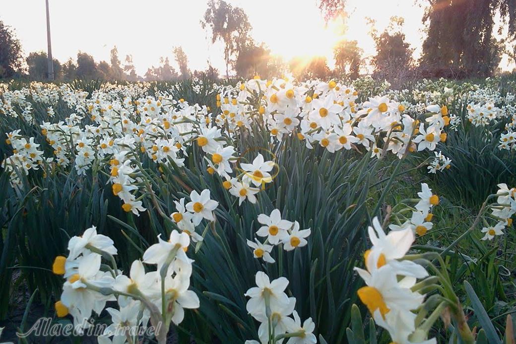 نرگس زار بهبهان | علاءالدین تراول