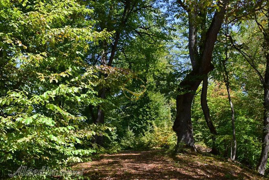 جنگل هزارجریب بهشهر | علاءالدین تراول