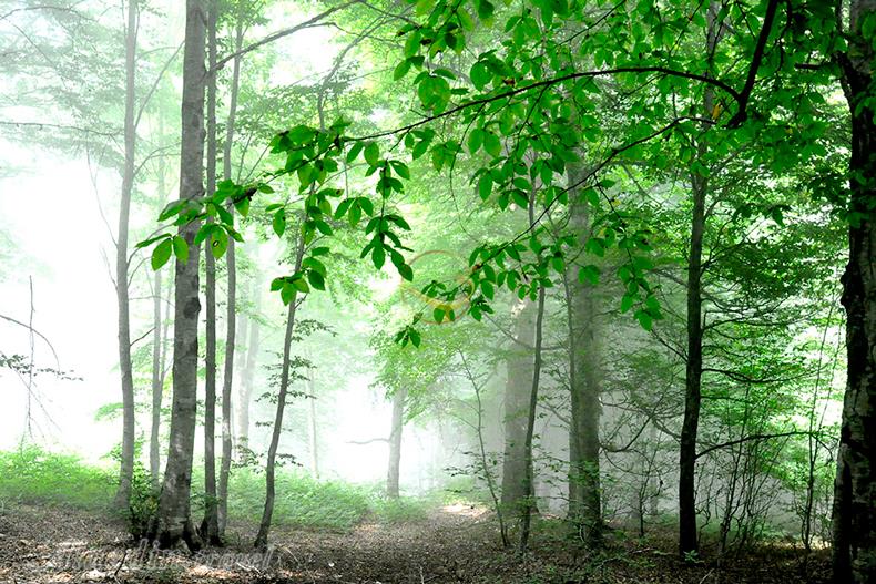 جنگل هزارجریب بهشهر | علاءالدین تراول