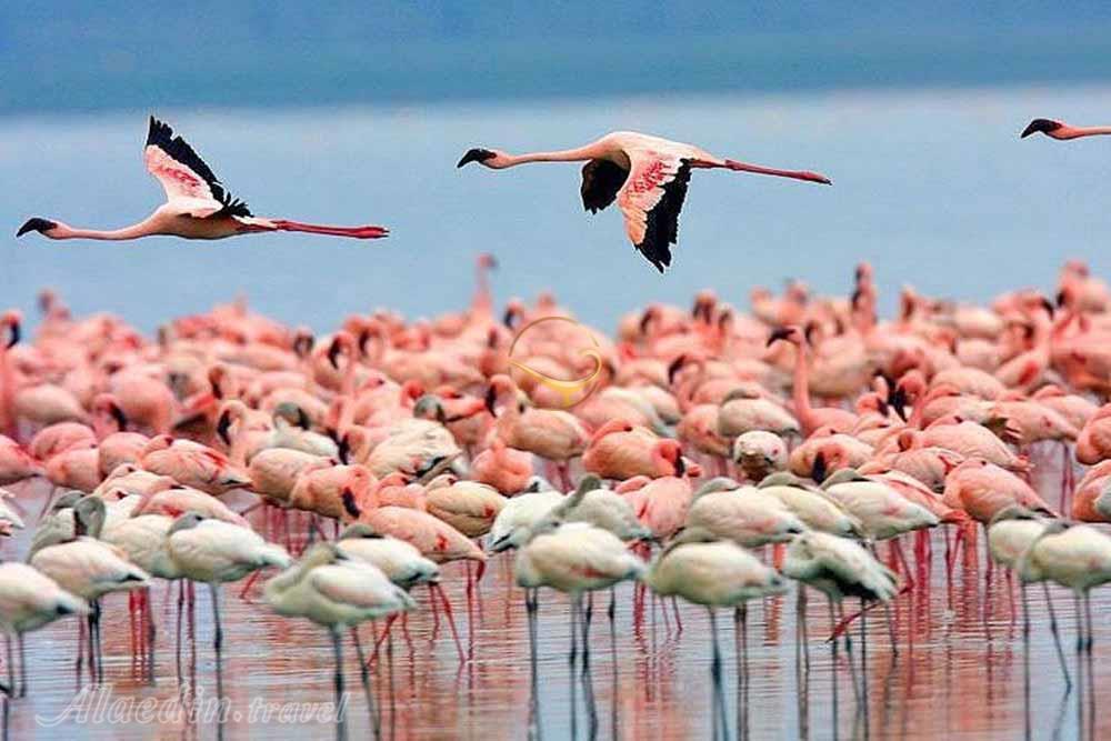 تالاب میانکاله بهشهر | علاءالدین تراول