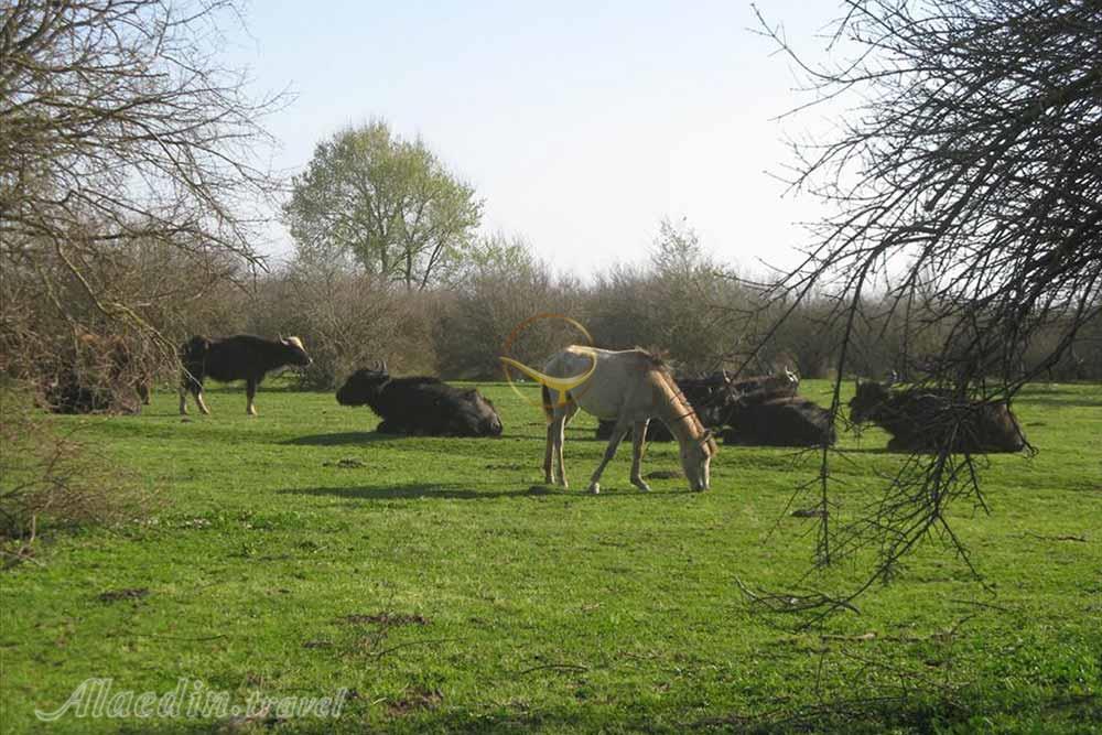 تالاب میانکاله بهشهر | علاءالدین تراول