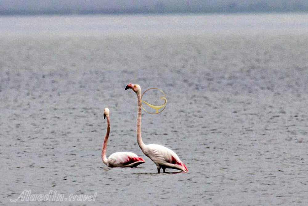 تالاب میانکاله بهشهر | علاءالدین تراول