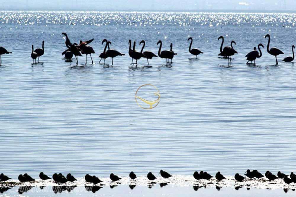 تالاب میانکاله بهشهر | علاءالدین تراول