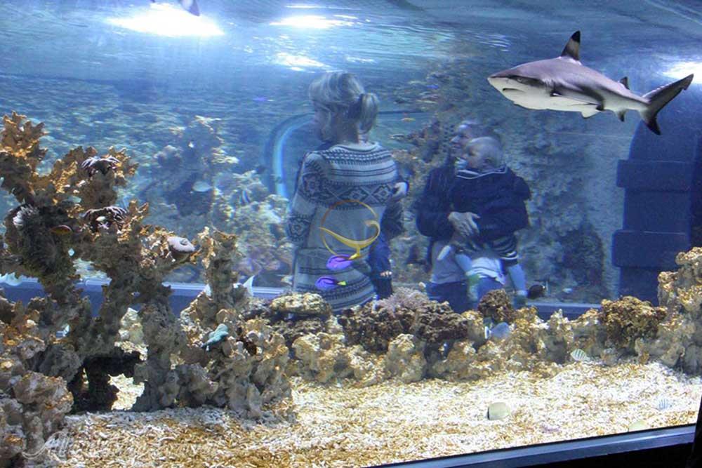 آکواریوم برگن - نروژ | علاءالدین تراول