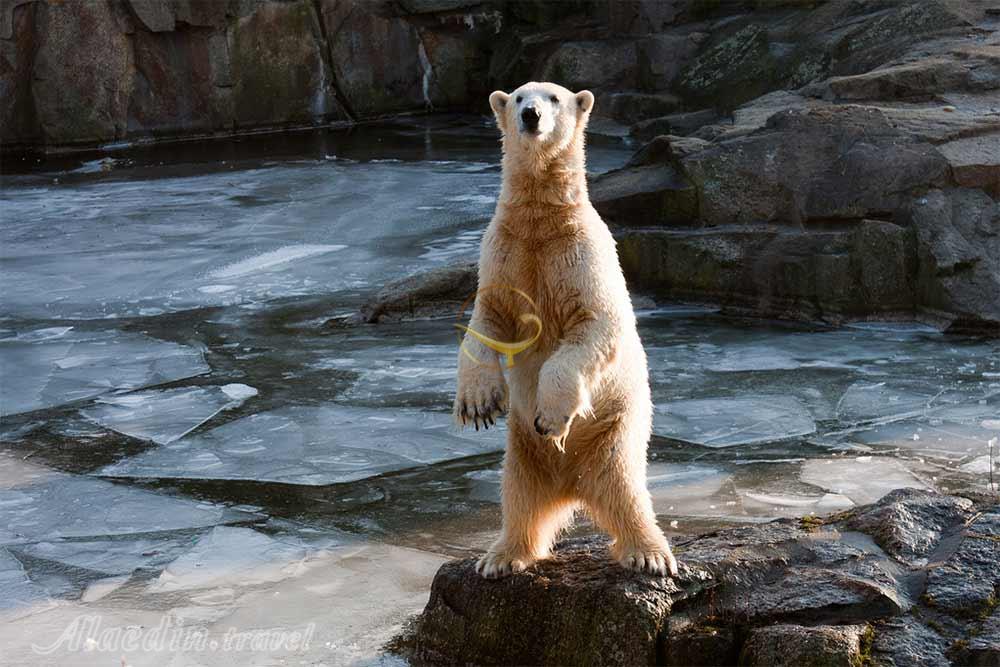 باغ جانورشناسی برلین | علاءالدین تراول