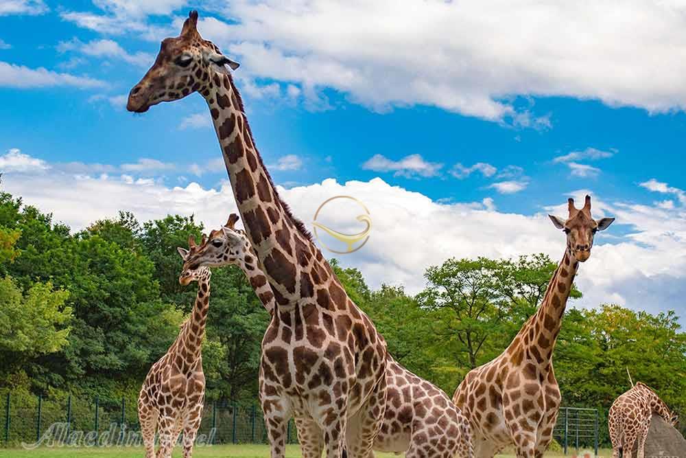 باغ جانورشناسی برلین | علاءالدین تراول