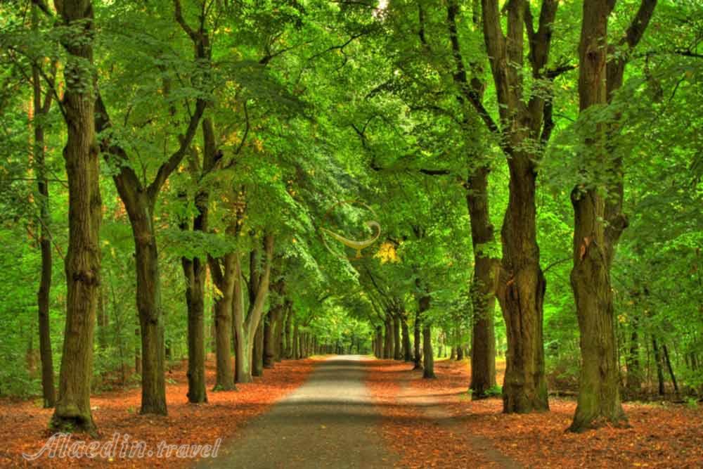 جنگل گرون والد در برلین | علاءالدین تراول