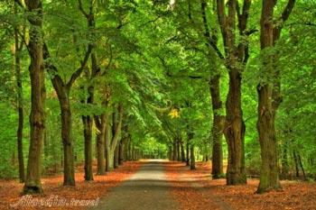 جنگل گرون والد در برلین