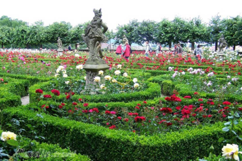 باغ گل رز برن - سوئیس | علاءالدین تراول