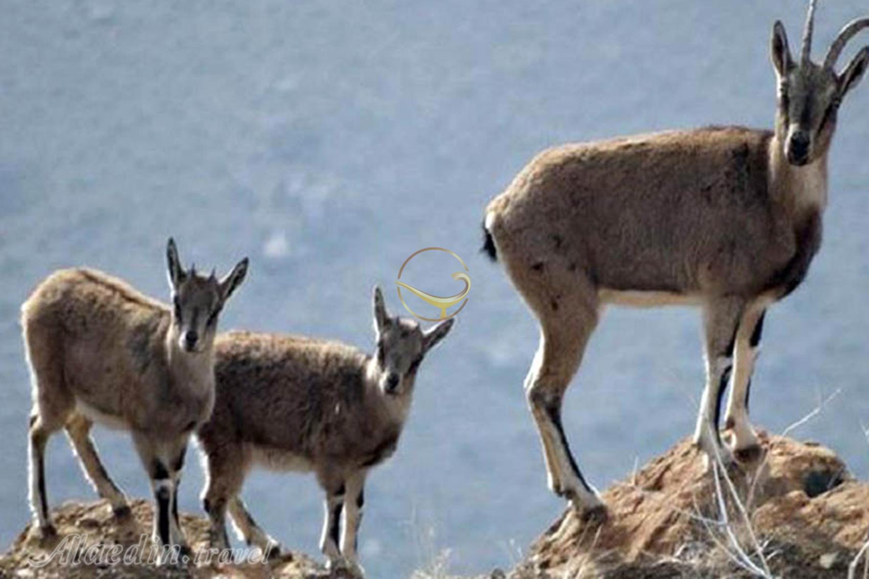 منطقه حفاظت شده بیجار | علاءالدین تراول