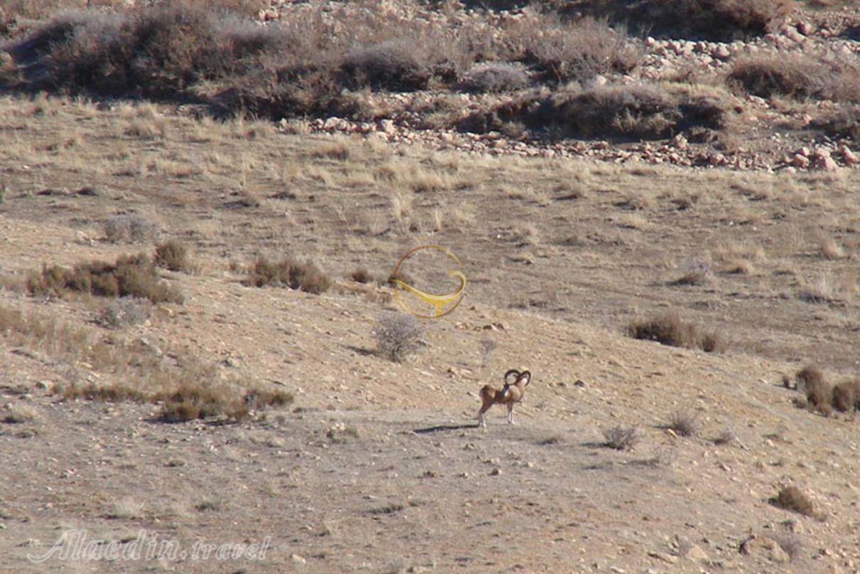 منطقه حفاظت شده بیجار | علاءالدین تراول