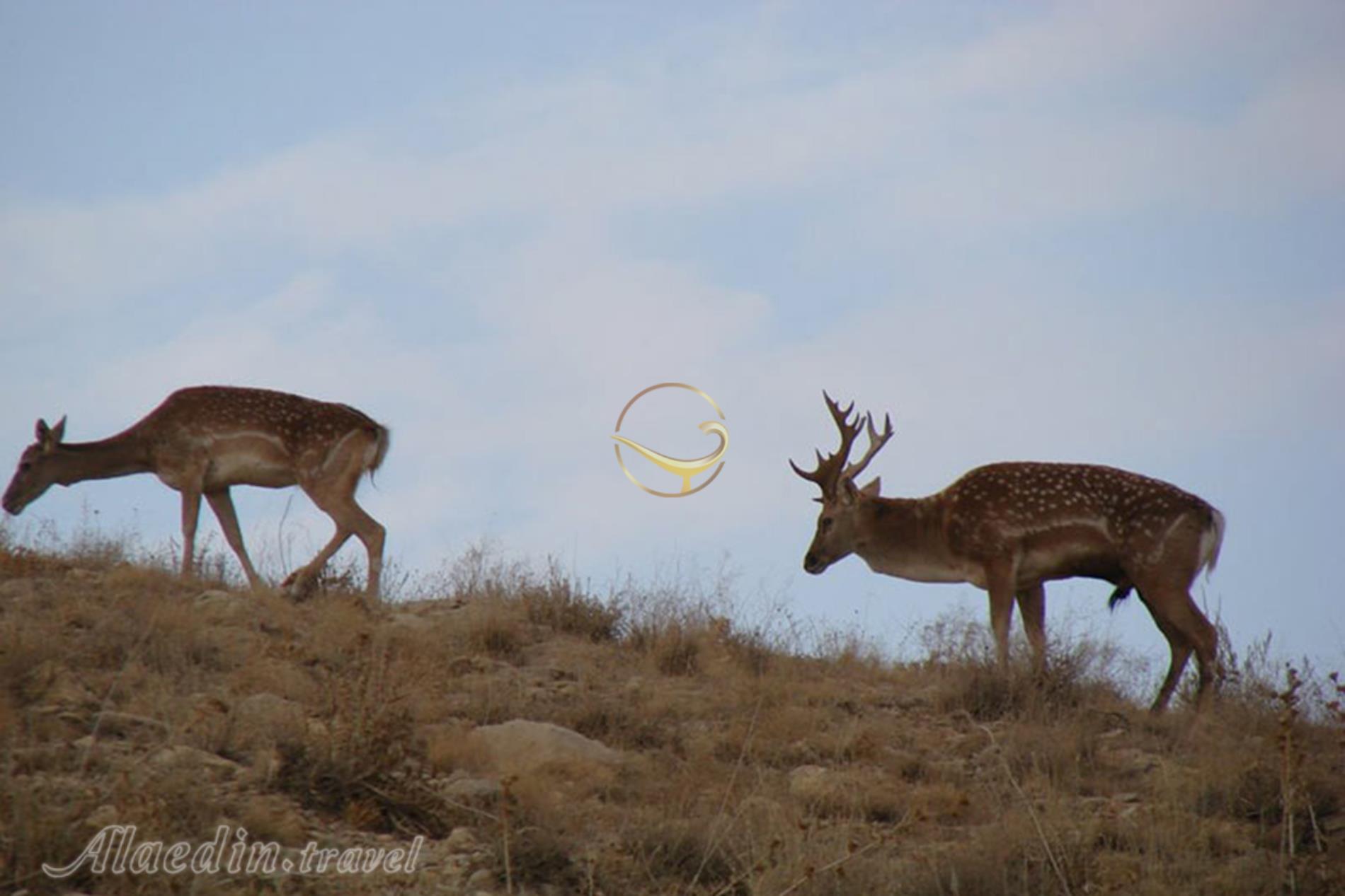 منطقه حفاظت شده بیجار | علاءالدین تراول