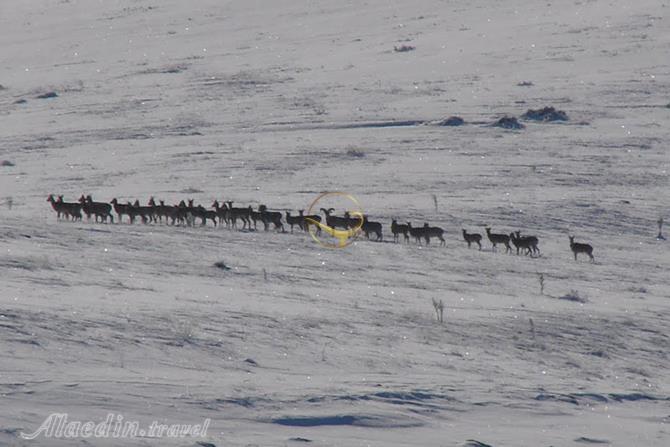 منطقه حفاظت شده بیجار