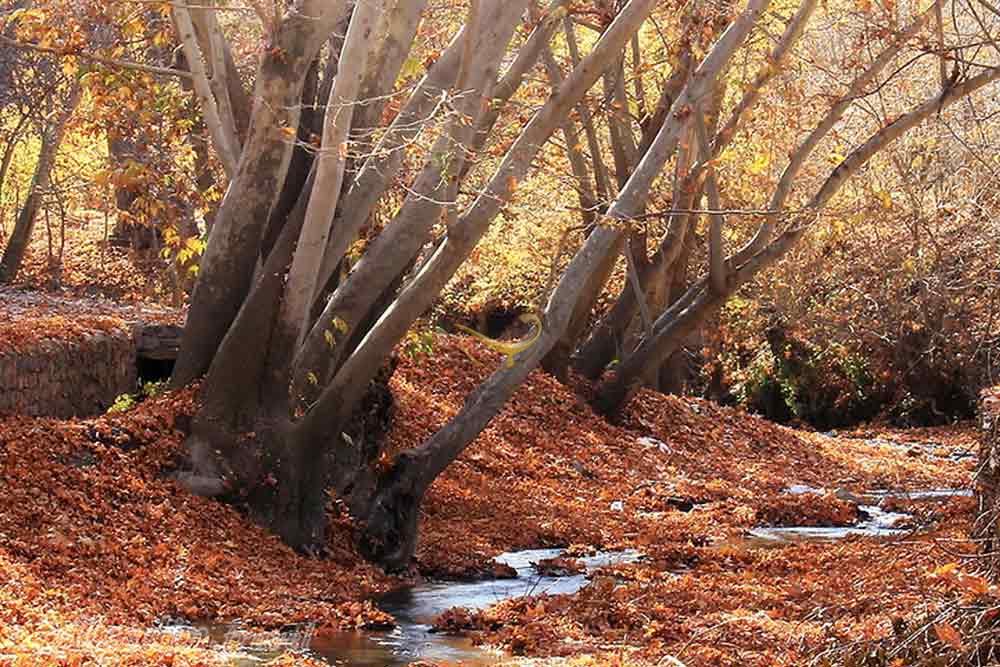 منطقه ییلاقی طرقبه بینالود | علاءالدین تراول