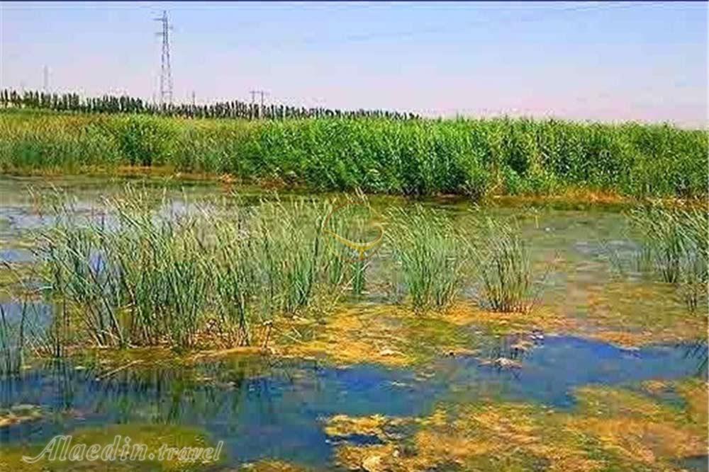 تالاب بیشه دالان بروجرد | علاءالدین تراول