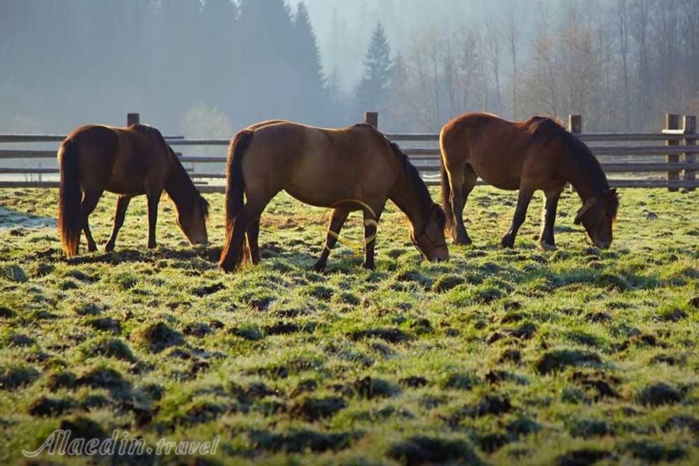 پارک ملی بهشت براتیسلاوا - اسلواکی | علاءالدین تراول