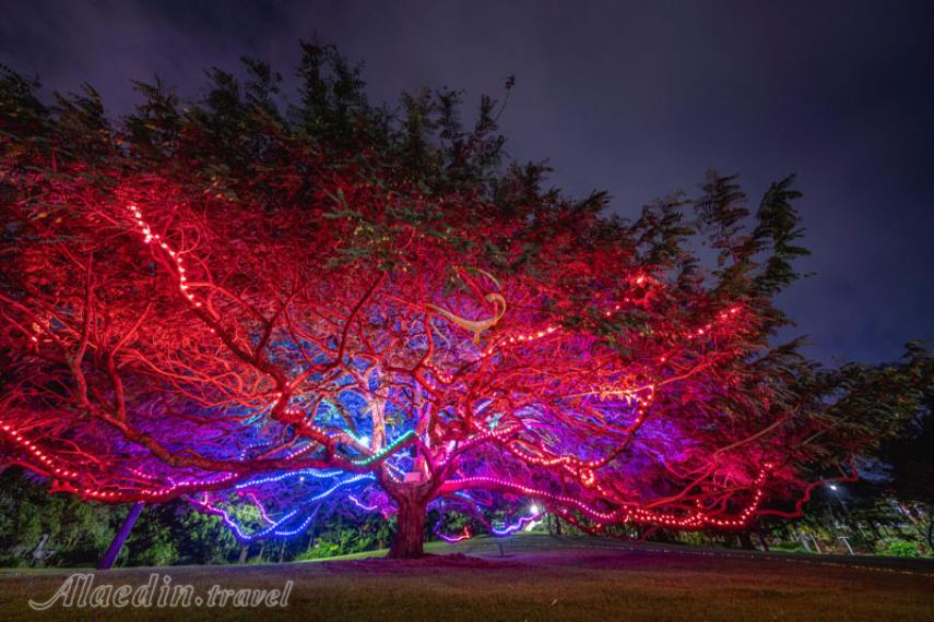 باغ های گیاه شناسی شهر بریزبن | علاالدین تراول