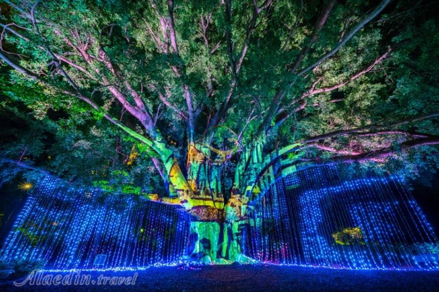 باغ های گیاه شناسی شهر بریزبن | علاالدین تراول