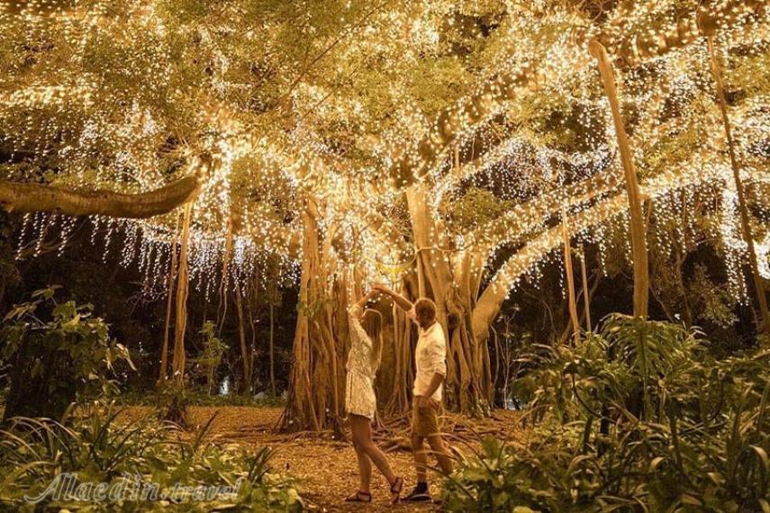 باغ های گیاه شناسی شهر بریزبن | علاالدین تراول