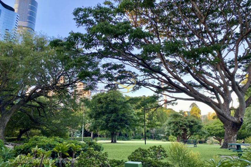 باغ های گیاه شناسی شهر بریزبن | علاالدین تراول