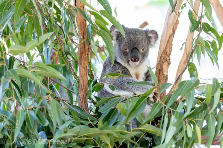 پناهگاه کوآلاهای لون پاین در بریزبن | علاالدین تراول
