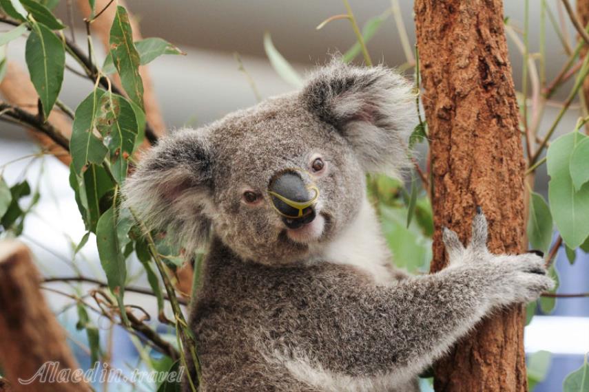 پناهگاه کوآلاهای لون پاین در بریزبن | علاالدین تراول