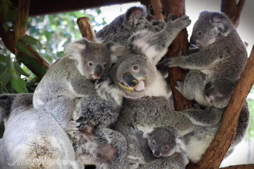 پناهگاه کوآلاهای لون پاین در بریزبن | علاالدین تراول