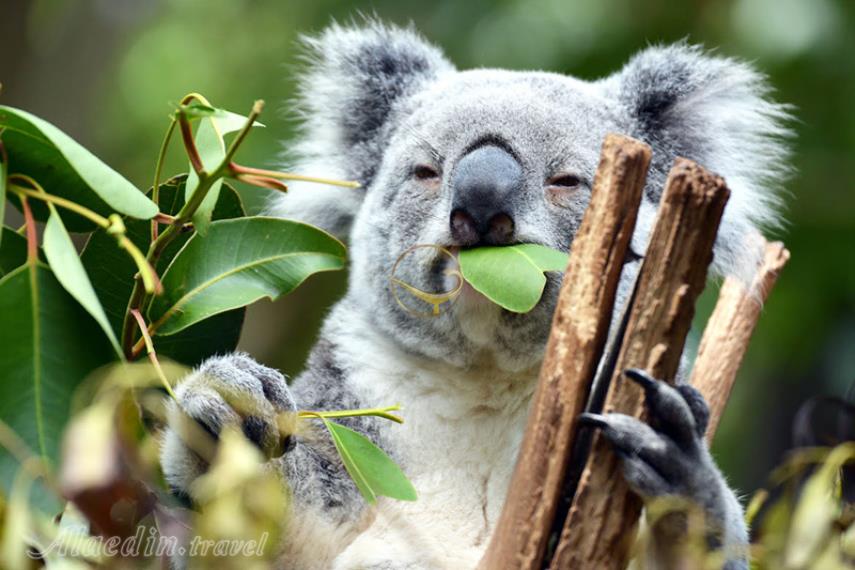 پناهگاه کوآلاهای لون پاین در بریزبن | علاالدین تراول