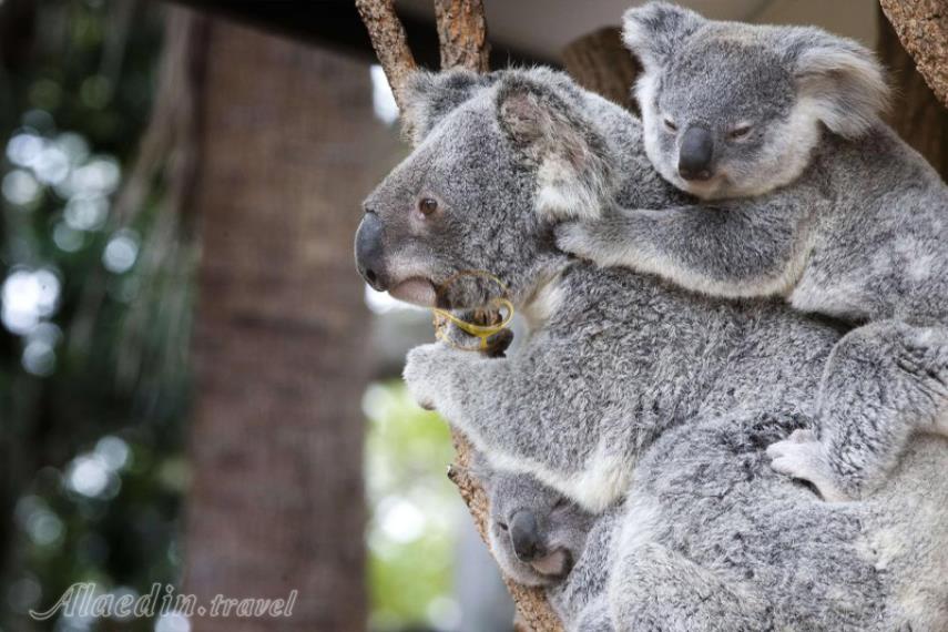 پناهگاه کوآلاهای لون پاین در بریزبن | علاالدین تراول