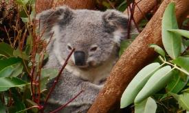 پناهگاه کوآلاهای لون پاین در بریزبن