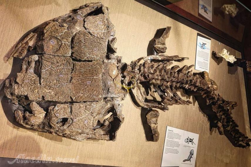 موزه کوئینزلند بریزبن | علاالدین تراول