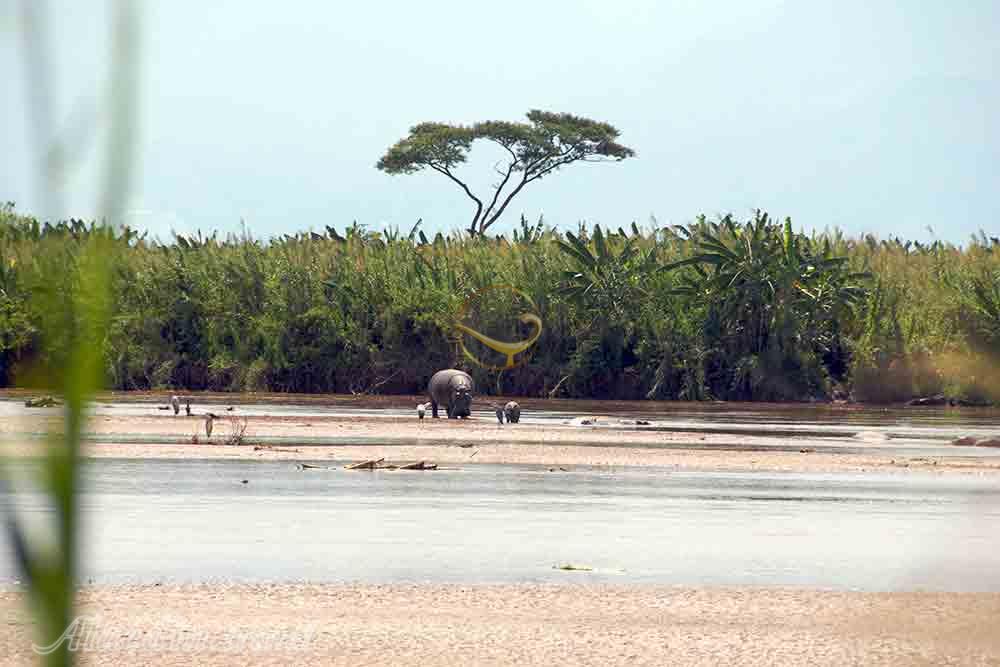 پارک ملی روسیزی در بوجومبورا - بوروندی | علاءالدین تراول