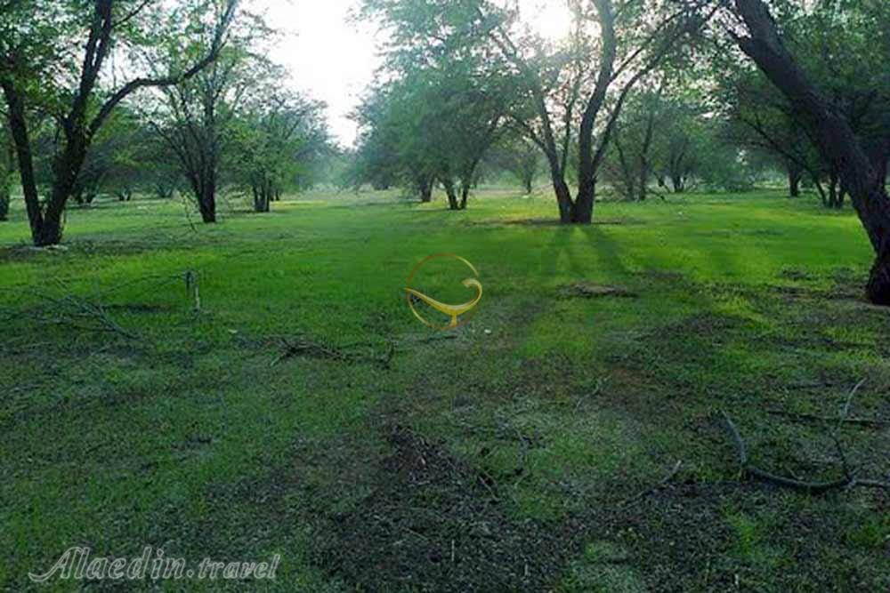 پارک جنگلی چاهکوتاه (چاه کوتاه) در بوشهر | علاءالدین تراول