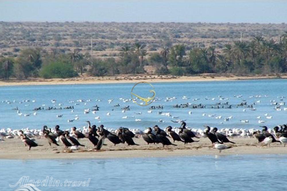 منطقه حفاظت شده حله در بوشهر | علاءالدین تراول