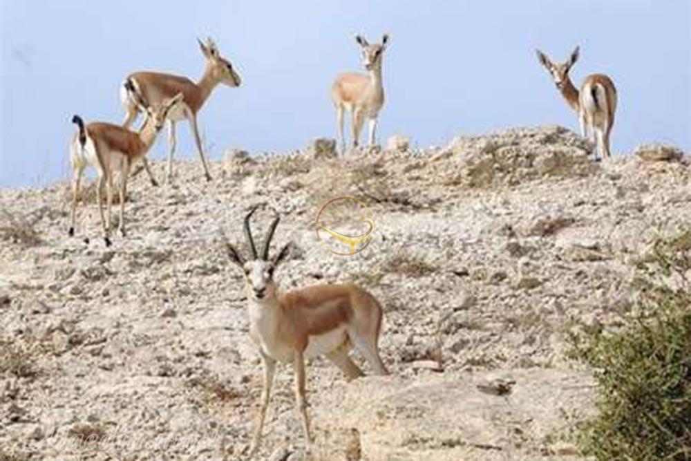 منطقه حفاظت شده حله در بوشهر | علاءالدین تراول