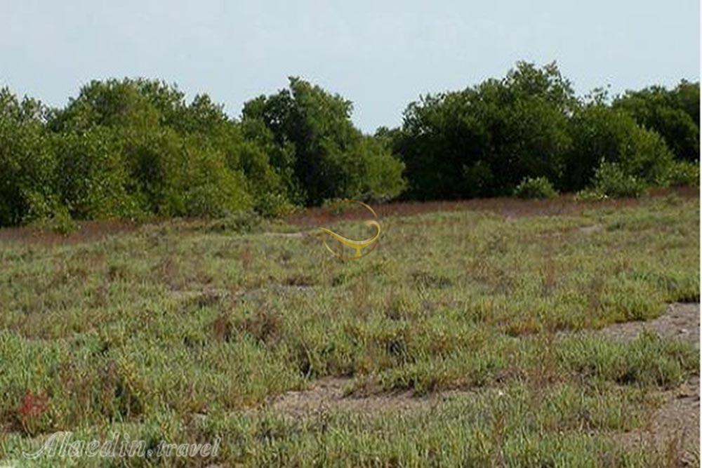 منطقه حفاظت شده حله در بوشهر | علاءالدین تراول