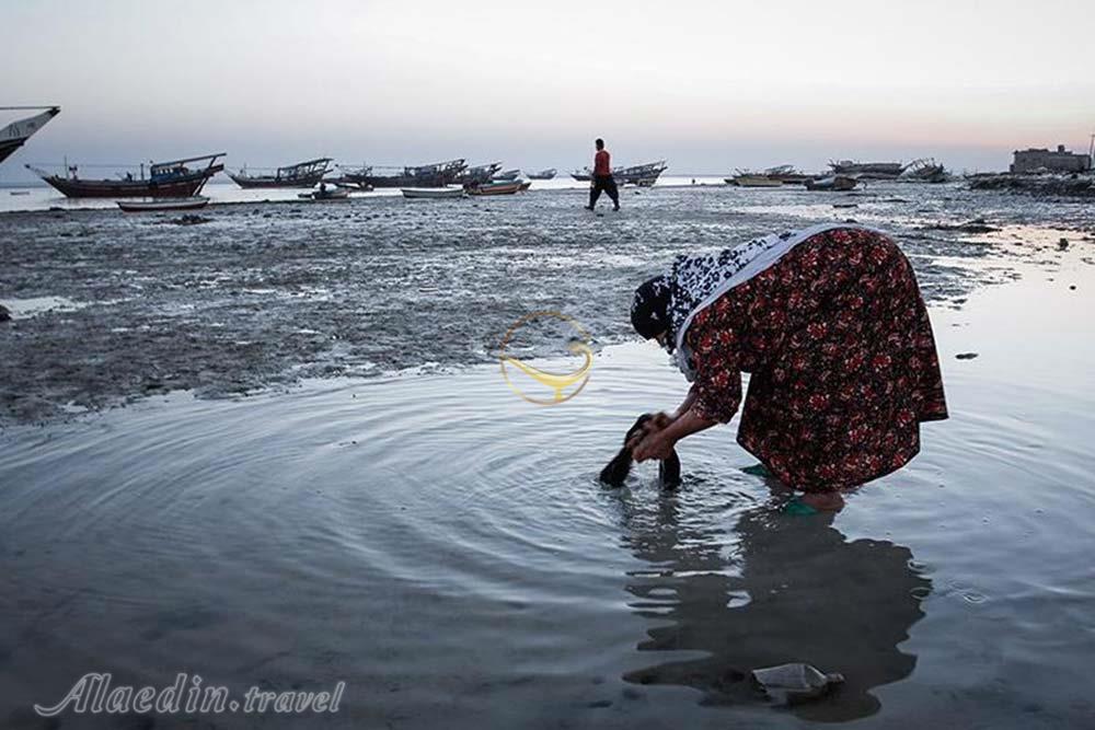 جزیره شیف در بوشهر | علاءالدین تراول