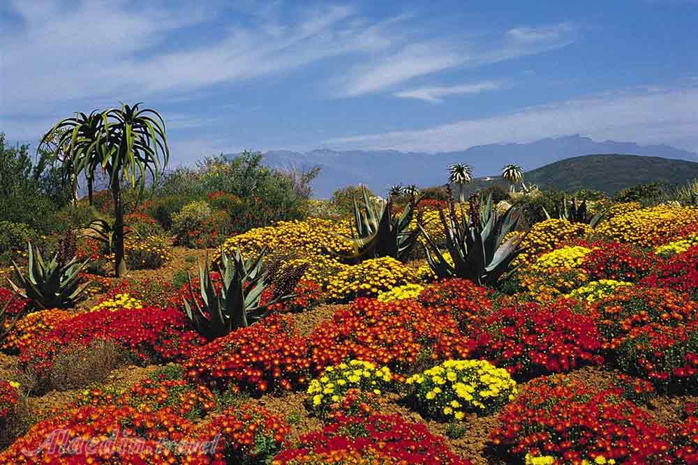 باغ گیاهشناسی ملی کریستن بوش کیپ تاون | علاءالدین تراول