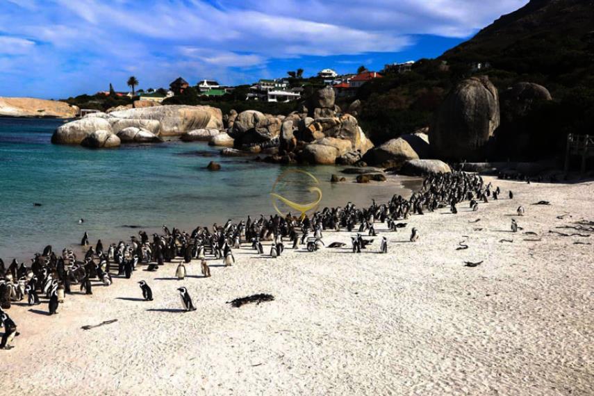 جزیره روبن کیپ تاون - آفریقای جنوبی