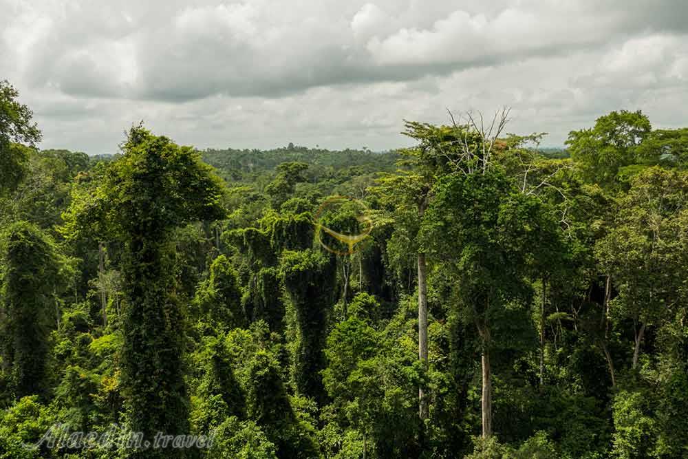 پارک ملی کاکوم در استان مرکزی غنا | علاءالدین تراول