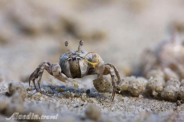 ساحل خرچنگ ها چابهار