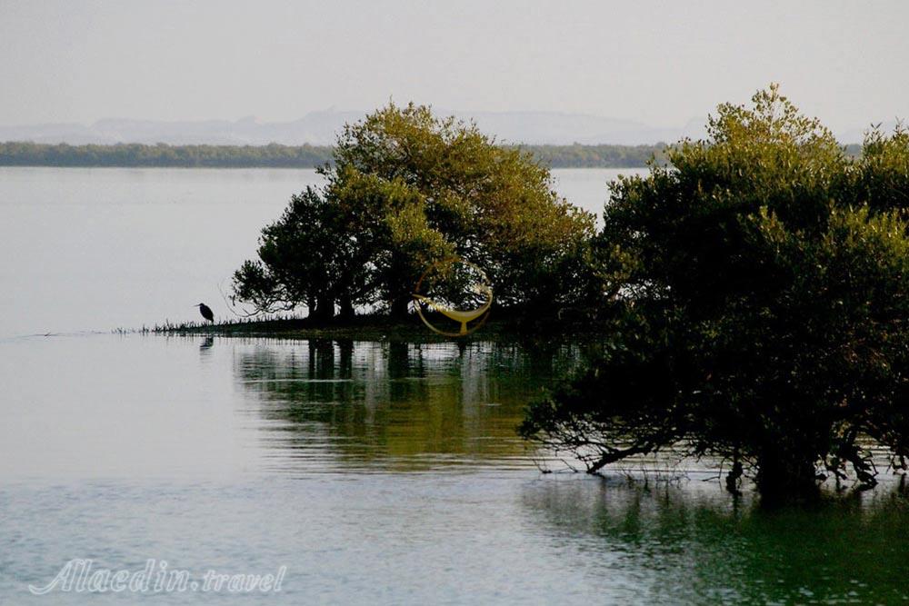 جنگل حراء چابهار | علاءالدین تراول