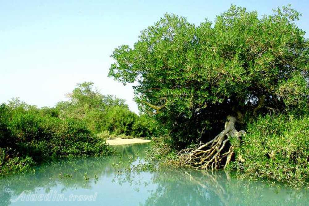 جنگل حراء چابهار | علاءالدین تراول