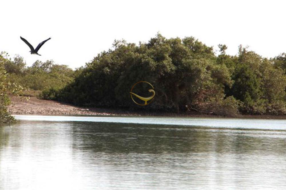 جنگل حراء چابهار | علاءالدین تراول