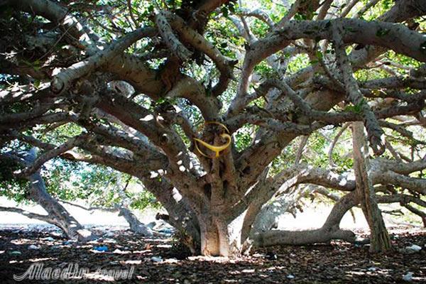 درخت انجیر معابد چابهار