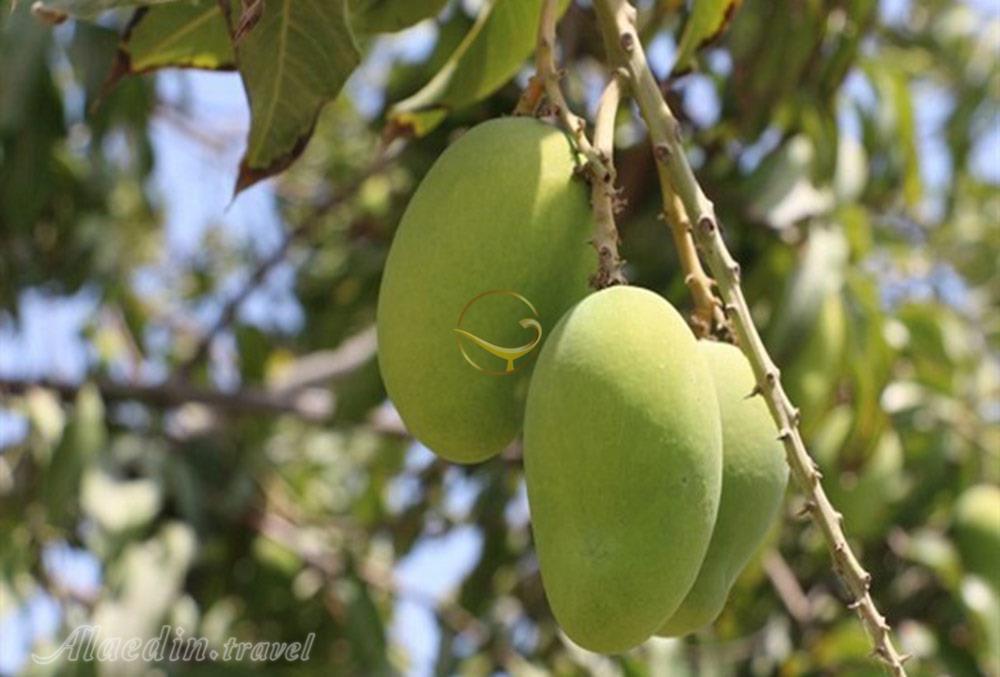 باغ میوه های گرمسیری چابهار | علاءالدین تراول