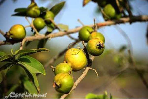 باغ میوه های گرمسیری چابهار